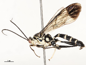  ( - CBG-A67805-D01)  @11 [ ] CreativeCommons - Attribution Share - Alike (2025) CBG Photography Group Centre for Biodiversity Genomics