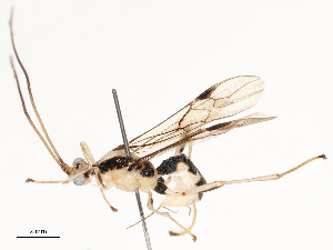  ( - CBG-A67806-B01)  @11 [ ] CreativeCommons - Attribution Share - Alike (2025) CBG Photography Group Centre for Biodiversity Genomics