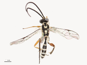  ( - CBG-A67806-B04)  @11 [ ] CreativeCommons - Attribution Share - Alike (2025) CBG Photography Group Centre for Biodiversity Genomics