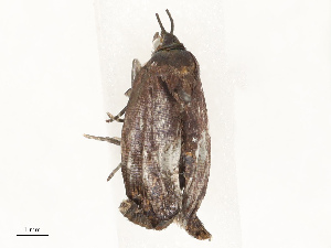  (tortMalaise01 Malaise7826 - CBG-A67826-C07)  @11 [ ] CreativeCommons - Attribution Share - Alike (2025) CBG Photography Group Centre for Biodiversity Genomics