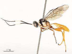  ( - CBG-A67828-E01)  @11 [ ] CreativeCommons - Attribution Share - Alike (2025) CBG Photography Group Centre for Biodiversity Genomics