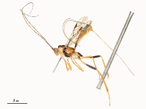  ( - CBG-A67828-F02)  @11 [ ] CreativeCommons - Attribution Share - Alike (2025) CBG Photography Group Centre for Biodiversity Genomics