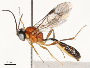  ( - CBG-A67858-A09)  @11 [ ] CreativeCommons - Attribution Share - Alike (2025) CBG Photography Group Centre for Biodiversity Genomics