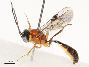  ( - CBG-A67858-B04)  @11 [ ] CreativeCommons - Attribution Share - Alike (2025) CBG Photography Group Centre for Biodiversity Genomics