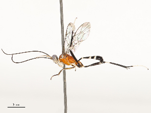  ( - CBG-A67858-C03)  @11 [ ] CreativeCommons - Attribution Share - Alike (2025) CBG Photography Group Centre for Biodiversity Genomics