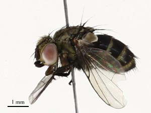  ( - CBG-A67859-A02)  @11 [ ] CreativeCommons - Attribution Share - Alike (2025) CBG Photography Group Centre for Biodiversity Genomics