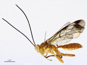  ( - CBG-A67859-B12)  @11 [ ] CreativeCommons - Attribution Share - Alike (2025) CBG Photography Group Centre for Biodiversity Genomics
