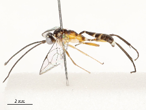  (cryptJanzen01 Malaise6388 - CBG-A67898-E11)  @11 [ ] CreativeCommons - Attribution Share - Alike (2025) CBG Photography Group Centre for Biodiversity Genomics