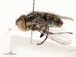  ( - CBG-A67898-F08)  @11 [ ] CreativeCommons - Attribution Share - Alike (2025) CBG Photography Group Centre for Biodiversity Genomics