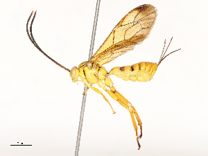  ( - CBG-A67899-D10)  @11 [ ] CreativeCommons - Attribution Share - Alike (2025) CBG Photography Group Centre for Biodiversity Genomics