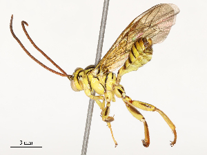  ( - CBG-A67900-A11)  @11 [ ] CreativeCommons - Attribution Share - Alike (2025) CBG Photography Group Centre for Biodiversity Genomics