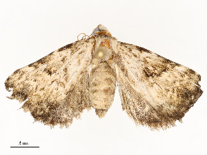  ( - CBG-A67900-E12)  @11 [ ] CreativeCommons - Attribution Share - Alike (2025) CBG Photography Group Centre for Biodiversity Genomics