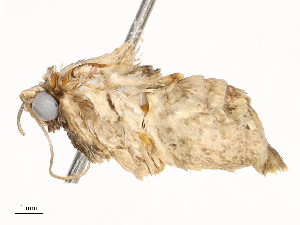  (calMalaise01 Malaise7620 - CBG-A67900-G03)  @11 [ ] CreativeCommons - Attribution Share - Alike (2025) CBG Photography Group Centre for Biodiversity Genomics