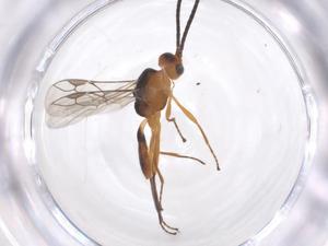  (Microctonus Malaise5246 - CBG-A68118-G01)  @11 [ ] CreativeCommons - Attribution Share - Alike (2025) Centre for Biodiversity Genomics Centre for Biodiversity Genomics
