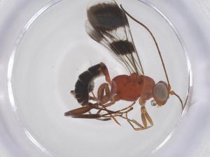  ( - CBG-A68217-F07)  @11 [ ] CreativeCommons - Attribution Share - Alike (2025) Centre for Biodiversity Genomics Centre for Biodiversity Genomics