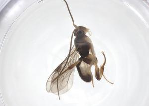  ( - CBG-A68221-H09)  @11 [ ] CreativeCommons - Attribution Share - Alike (2025) Centre for Biodiversity Genomics Centre for Biodiversity Genomics