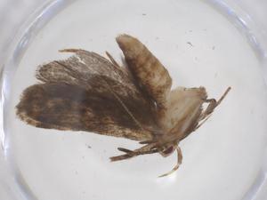  ( - CBG-A68231-D03)  @11 [ ] CreativeCommons - Attribution Share - Alike (2025) Centre for Biodiversity Genomics Centre for Biodiversity Genomics