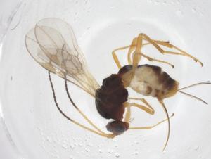  ( - CBG-A68238-G08)  @11 [ ] CreativeCommons - Attribution Share - Alike (2025) Centre for Biodiversity Genomics Centre for Biodiversity Genomics