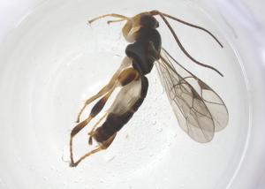  ( - CBG-A68243-A12)  @11 [ ] CreativeCommons - Attribution Share - Alike (2025) Centre for Biodiversity Genomics Centre for Biodiversity Genomics