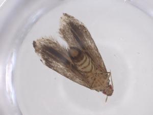  ( - CBG-A68297-C02)  @11 [ ] CreativeCommons - Attribution Share - Alike (2025) Centre for Biodiversity Genomics Centre for Biodiversity Genomics