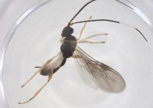  ( - CBG-A68299-B07)  @11 [ ] CreativeCommons - Attribution Share - Alike (2025) Centre for Biodiversity Genomics Centre for Biodiversity Genomics