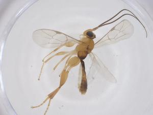  ( - CBG-A68308-B10)  @11 [ ] CreativeCommons - Attribution Share - Alike (2025) Centre for Biodiversity Genomics Centre for Biodiversity Genomics