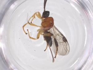  ( - CBG-A68310-H02)  @11 [ ] CreativeCommons - Attribution Share - Alike (2025) Centre for Biodiversity Genomics Centre for Biodiversity Genomics