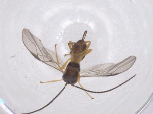  (Opius Malaise9463 - CBG-A68311-E07)  @11 [ ] CreativeCommons - Attribution Share - Alike (2025) Centre for Biodiversity Genomics Centre for Biodiversity Genomics