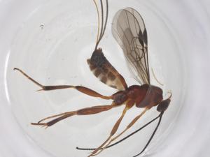  ( - CBG-A68325-A02)  @11 [ ] CreativeCommons - Attribution Share - Alike (2025) Centre for Biodiversity Genomics Centre for Biodiversity Genomics