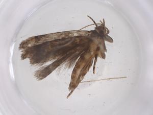  ( - CBG-A68328-A11)  @11 [ ] CreativeCommons - Attribution Share - Alike (2025) Centre for Biodiversity Genomics Centre for Biodiversity Genomics