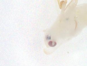  ( - CBG-A68330-G07)  @11 [ ] CreativeCommons - Attribution Share - Alike (2025) Centre for Biodiversity Genomics Centre for Biodiversity Genomics