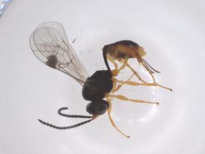  ( - CBG-A68340-E04)  @11 [ ] CreativeCommons - Attribution Share - Alike (2025) Centre for Biodiversity Genomics Centre for Biodiversity Genomics