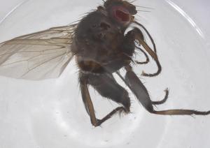  ( - CBG-A68360-D08)  @11 [ ] CreativeCommons - Attribution Share - Alike (2025) Centre for Biodiversity Genomics Centre for Biodiversity Genomics