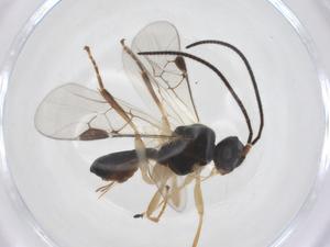  ( - CBG-A68583-D02)  @11 [ ] CreativeCommons - Attribution Share - Alike (2025) Centre for Biodiversity Genomics Centre for Biodiversity Genomics