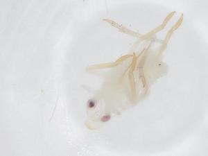  (Vutina - CBG-A68588-F03)  @11 [ ] CreativeCommons - Attribution Share - Alike (2025) Centre for Biodiversity Genomics Centre for Biodiversity Genomics