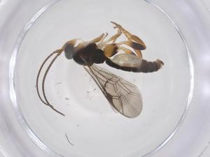  ( - CBG-A68590-E08)  @11 [ ] CreativeCommons - Attribution Share - Alike (2025) Centre for Biodiversity Genomics Centre for Biodiversity Genomics