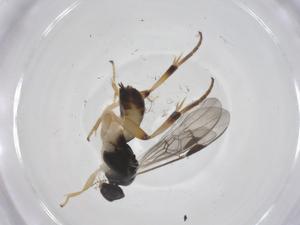  ( - CBG-A68591-E04)  @11 [ ] CreativeCommons - Attribution Share - Alike (2025) Centre for Biodiversity Genomics Centre for Biodiversity Genomics