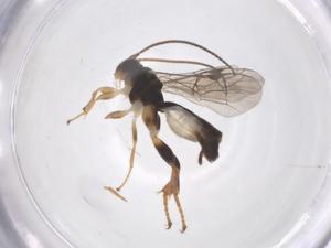  ( - CBG-A68663-H06)  @11 [ ] CreativeCommons - Attribution Share - Alike (2025) Centre for Biodiversity Genomics Centre for Biodiversity Genomics