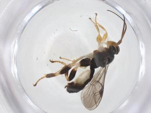  ( - CBG-A68671-E02)  @11 [ ] CreativeCommons - Attribution Share - Alike (2025) Centre for Biodiversity Genomics Centre for Biodiversity Genomics