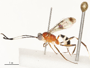  ( - CBG-A69599-D06)  @11 [ ] CreativeCommons - Attribution Share - Alike (2025) CBG Photography Group Centre for Biodiversity Genomics