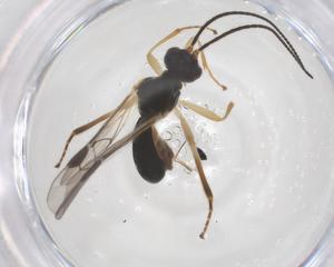  ( - CBG-A70313-C07)  @11 [ ] CreativeCommons - Attribution Share - Alike (2025) Centre for Biodiversity Genomics Centre for Biodiversity Genomics