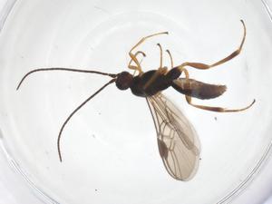  ( - CBG-A70317-A12)  @11 [ ] CreativeCommons - Attribution Share - Alike (2025) Centre for Biodiversity Genomics Centre for Biodiversity Genomics