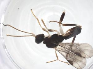  ( - CBG-A70320-A12)  @11 [ ] CreativeCommons - Attribution Share - Alike (2025) Centre for Biodiversity Genomics Centre for Biodiversity Genomics