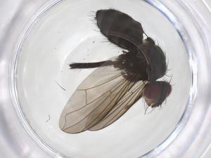  ( - CBG-A70321-H06)  @11 [ ] CreativeCommons - Attribution Share - Alike (2025) Centre for Biodiversity Genomics Centre for Biodiversity Genomics