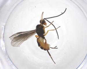  (Bracon Malaise9537 - CBG-A70327-F01)  @11 [ ] CreativeCommons - Attribution Share - Alike (2025) Centre for Biodiversity Genomics Centre for Biodiversity Genomics