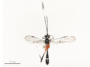  ( - CBG-A72925-A02)  @11 [ ] CreativeCommons - Attribution Share - Alike (2025) CBG Photography Group Centre for Biodiversity Genomics