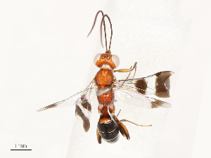  ( - CBG-A72927-A12)  @11 [ ] CreativeCommons - Attribution Share - Alike (2025) CBG Photography Group Centre for Biodiversity Genomics