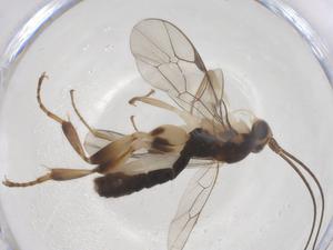  ( - CBG-B13216-G09)  @11 [ ] CreativeCommons - Attribution Share - Alike (2025) Centre for Biodiversity Genomics Centre for Biodiversity Genomics