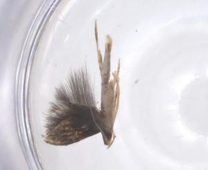  ( - CBG-B13271-H05)  @11 [ ] CreativeCommons - Attribution Share - Alike (2025) Centre for Biodiversity Genomics Centre for Biodiversity Genomics