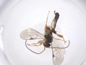  ( - CBG-B13590-D01)  @11 [ ] CreativeCommons - Attribution Share - Alike (2025) Centre for Biodiversity Genomics Centre for Biodiversity Genomics